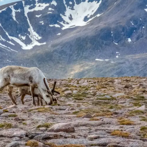 View this trip - Scotland - Cairngorms Three Peaks